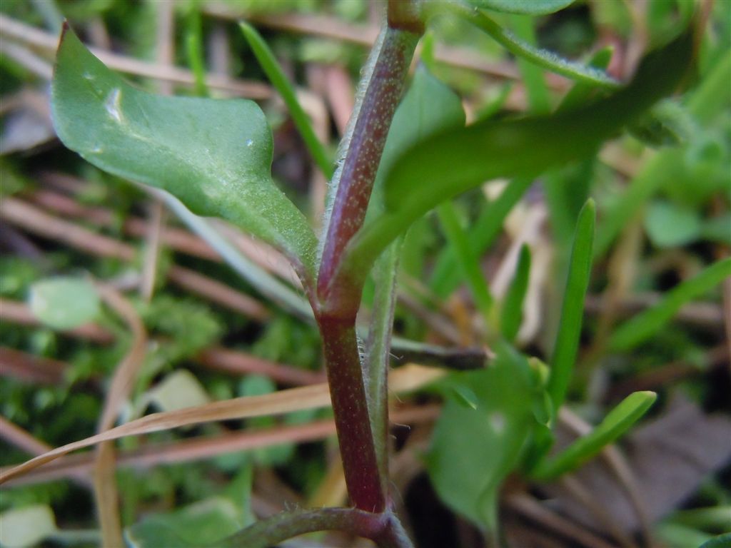 Stellaria media / Centocchio comune